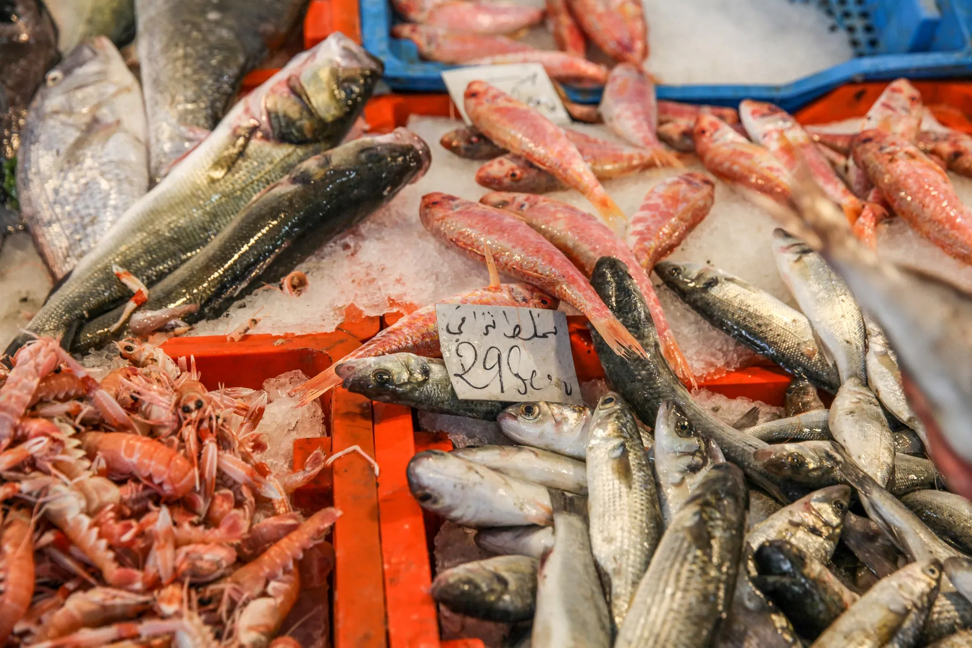 fish