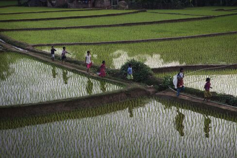 Iran Curbs Drive Rice Exporter to Africa Market