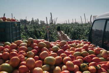 A Tomato Harvest As Pandemic Challenges Demand And Supply Chain