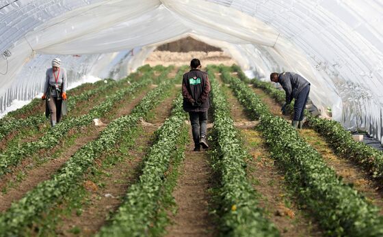 From Spain to Germany, Farmers Warn of Fresh Food Shortages