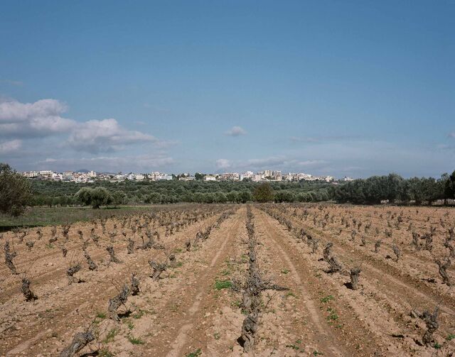 A pruned grove of olives on the outskirts of Athens