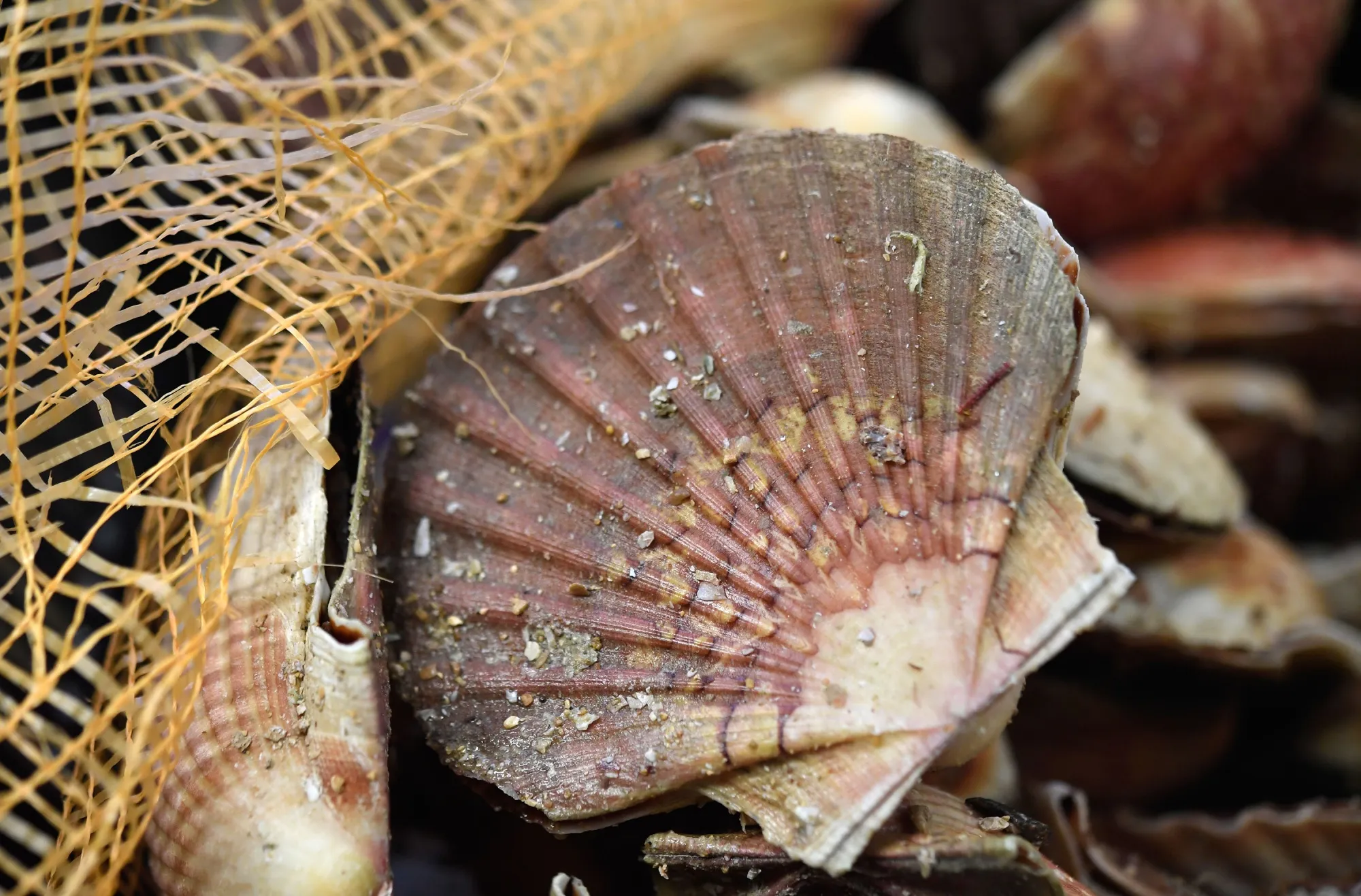 FRANCE-GASTRONOMY-SEAFOOD