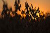 soy soybeans