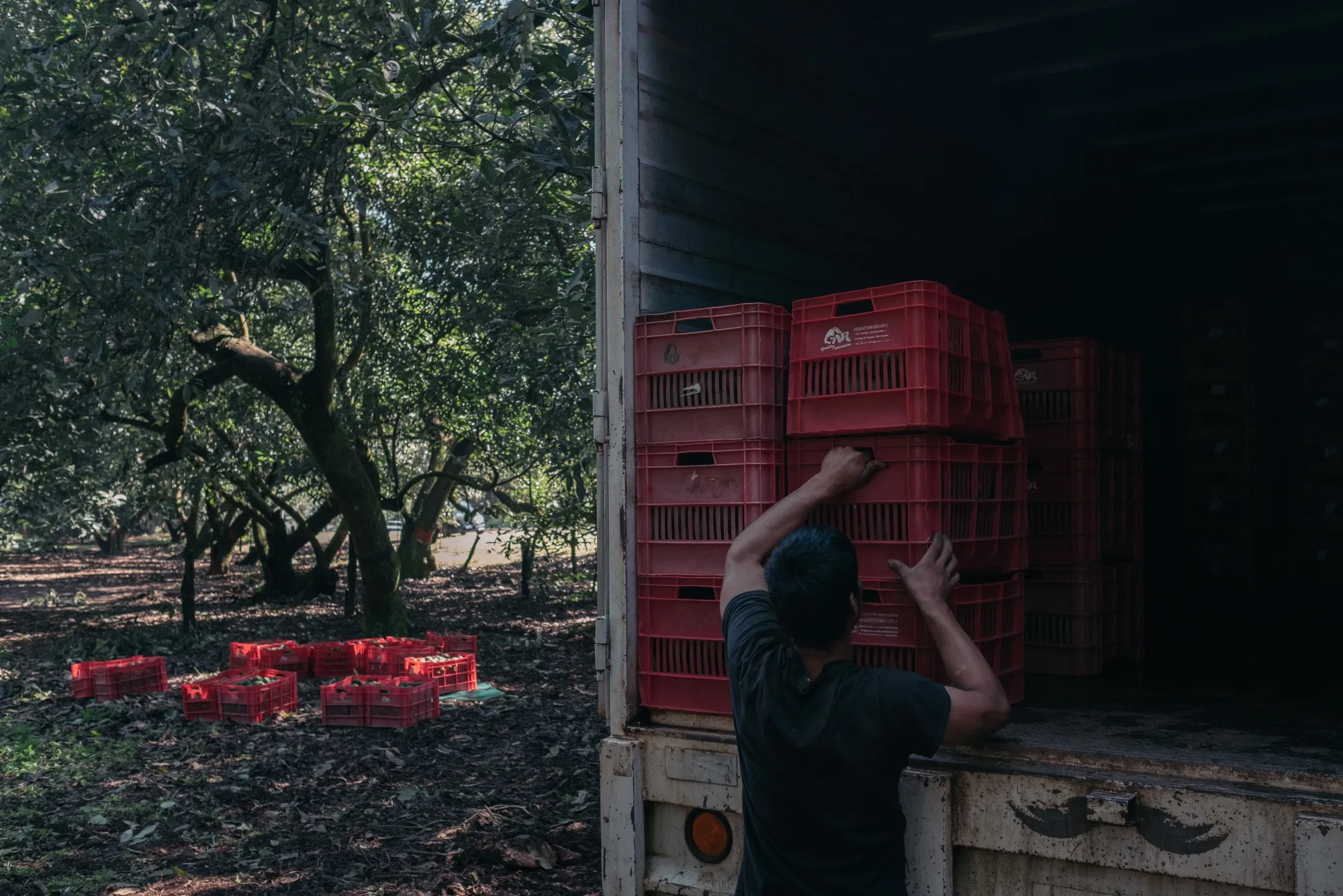 Avocados Huge Boom To Michoacan's Economy 