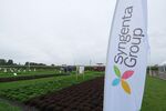 Growing beds for seed development at the Syngenta AG Fields of Innovation crop sit in Grootebroek, Netherlands.