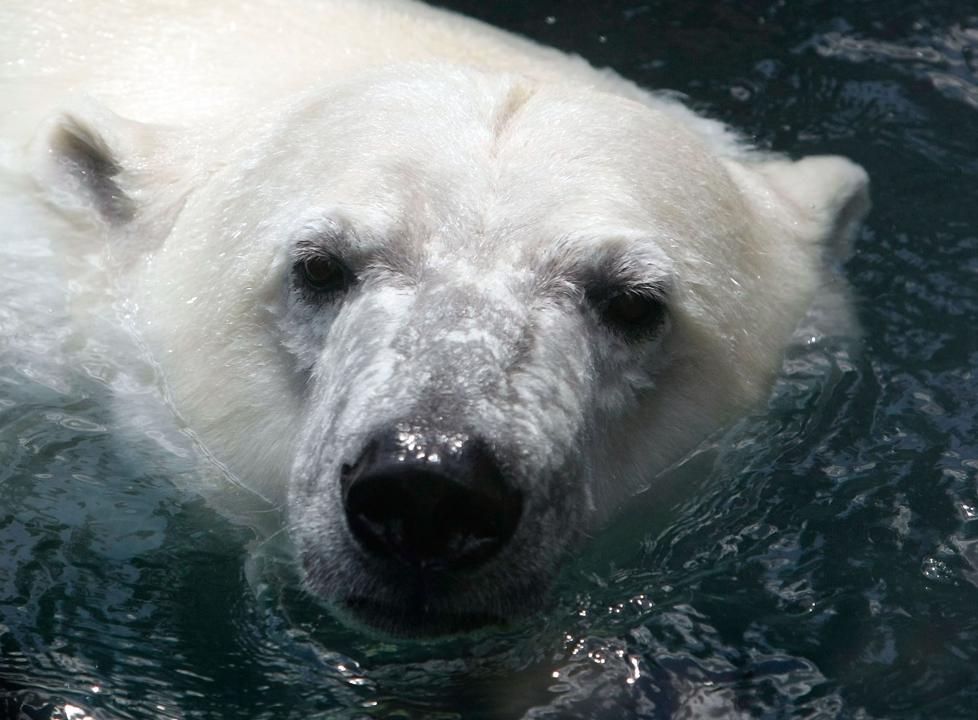 Cruise Ship Guards First Tried to Scare Polar Bear Away - Bloomberg