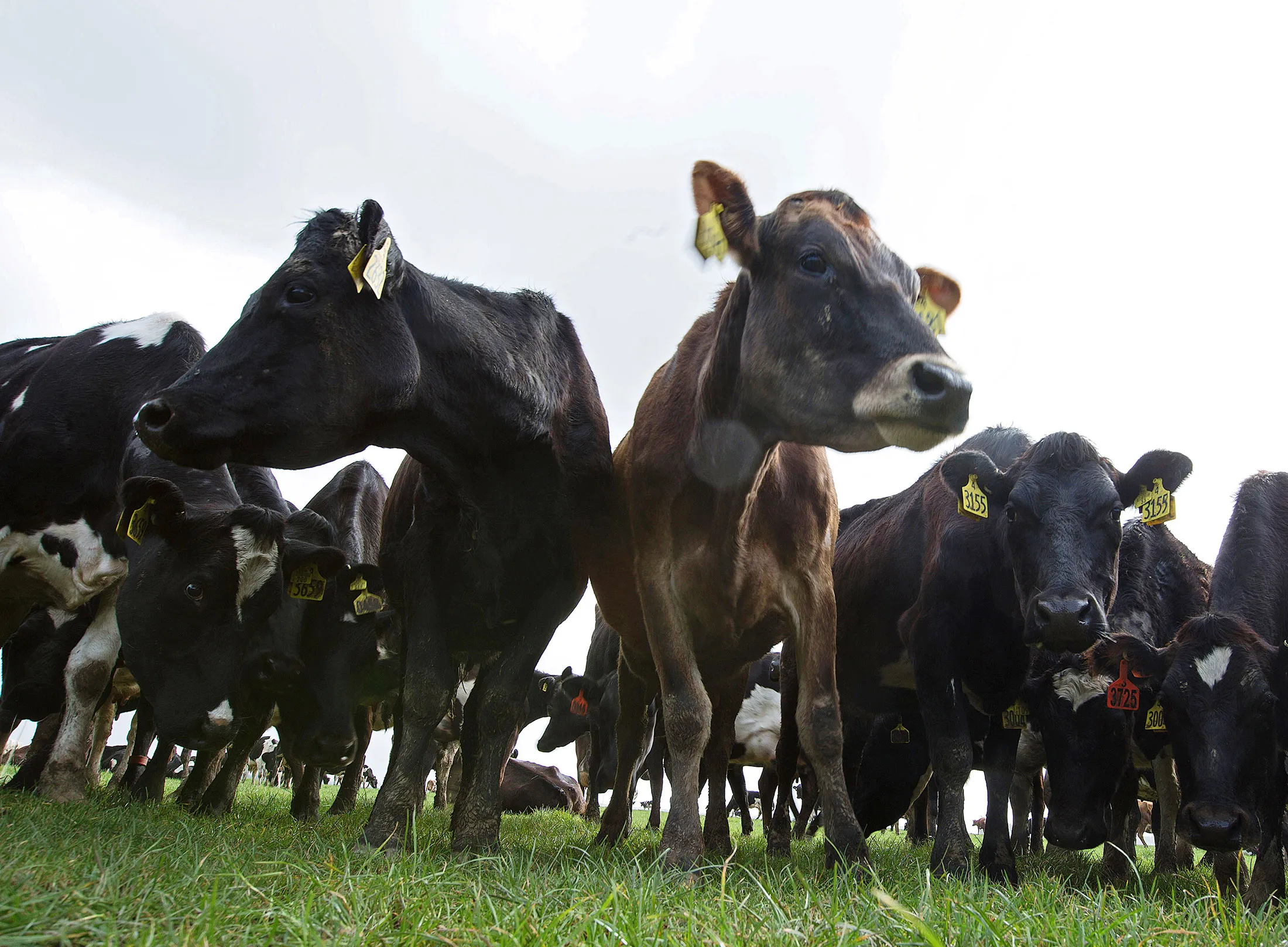 New Zealand dairy cows (sort of) responsible for emergent economic risk.
