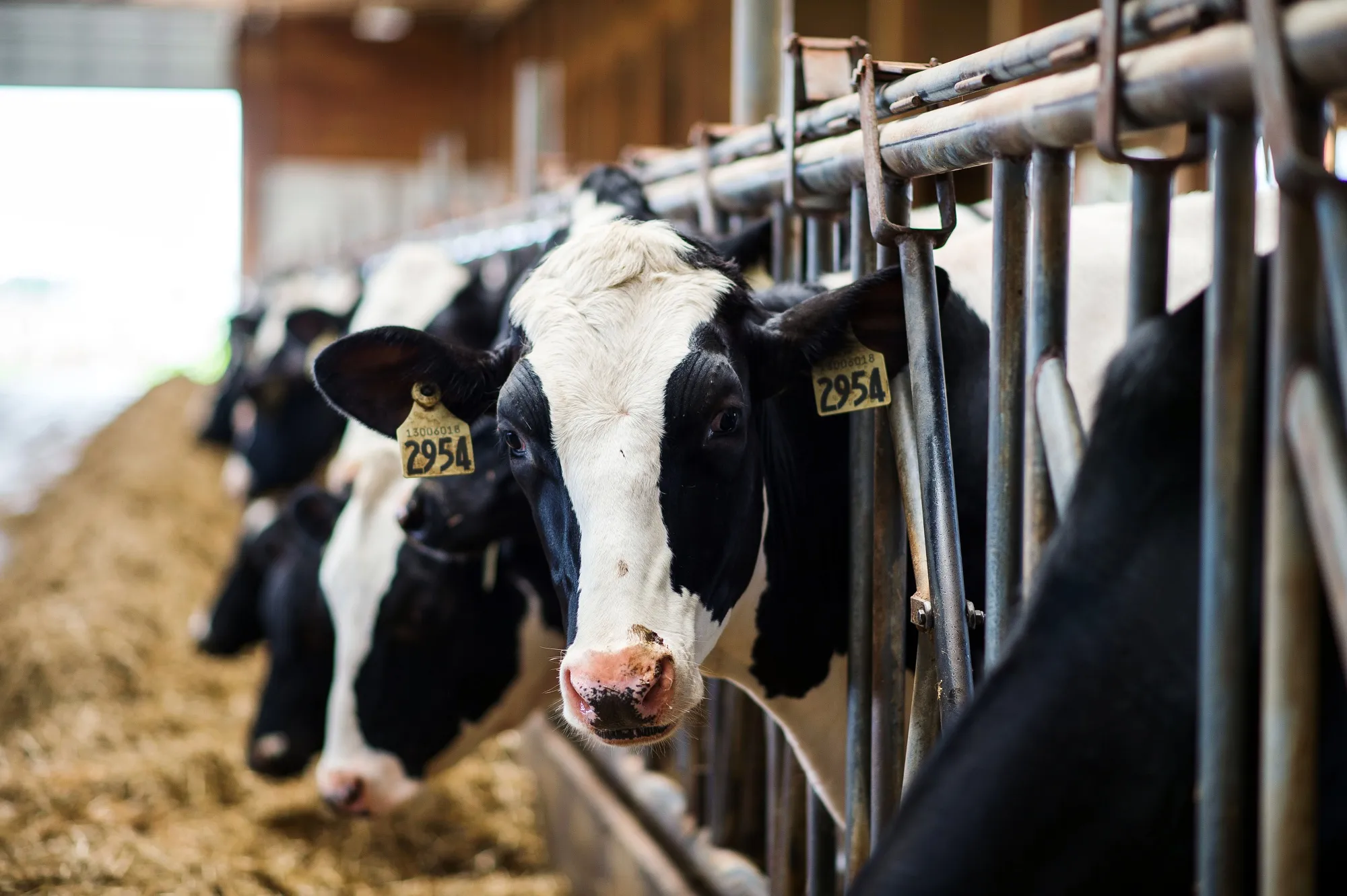 Cows at a dairy farm in Delta, British Columbia, Canada.