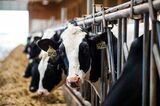 Operations On A Dairy Farm As Canada Anticipates CETA Impacts