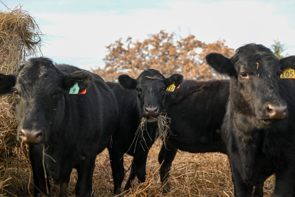bloomberg.com - Ilena Peng - Trump Seeks to Appease Ranchers With Heifer Retention Insurance