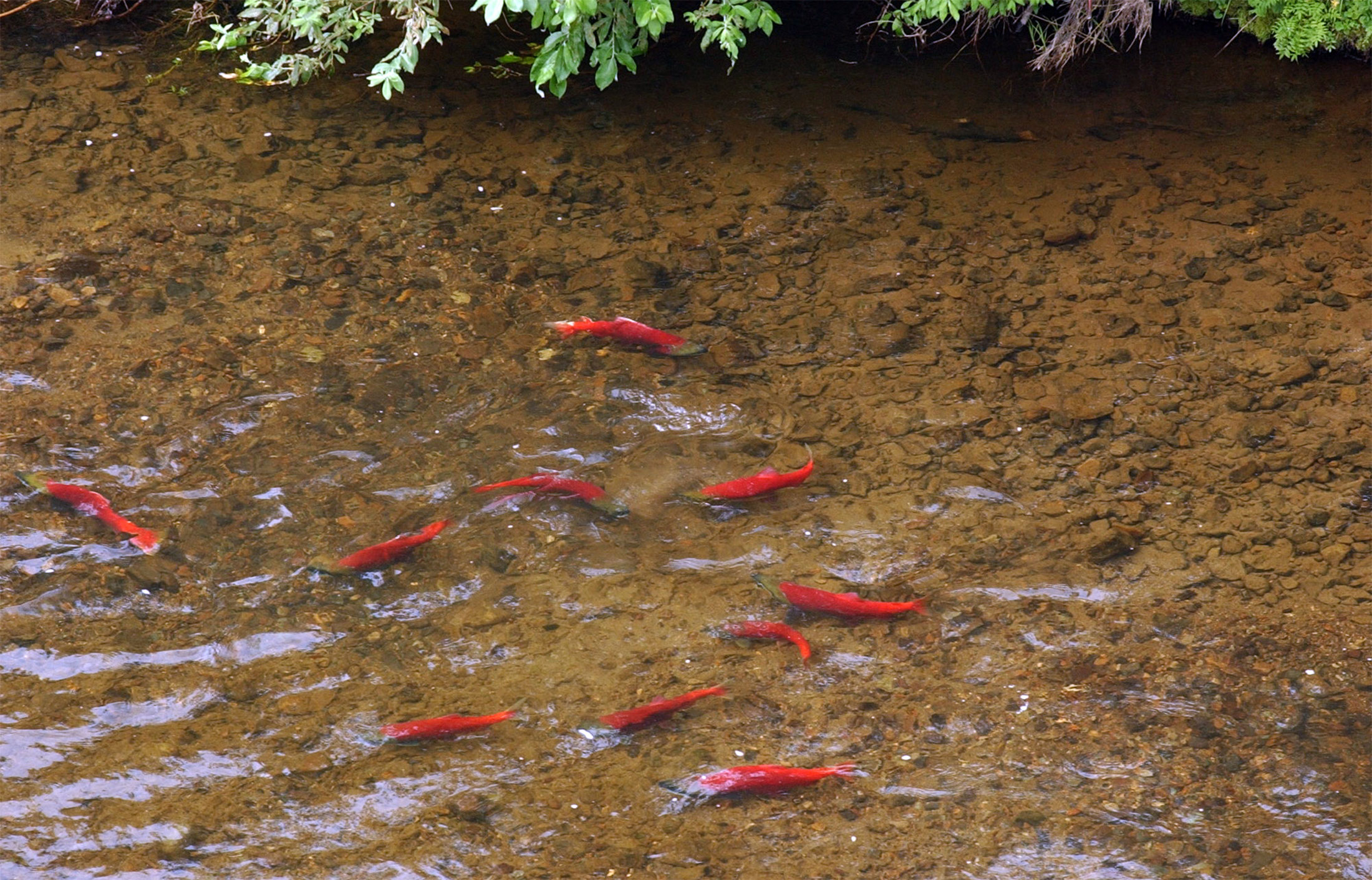 PA Salmon