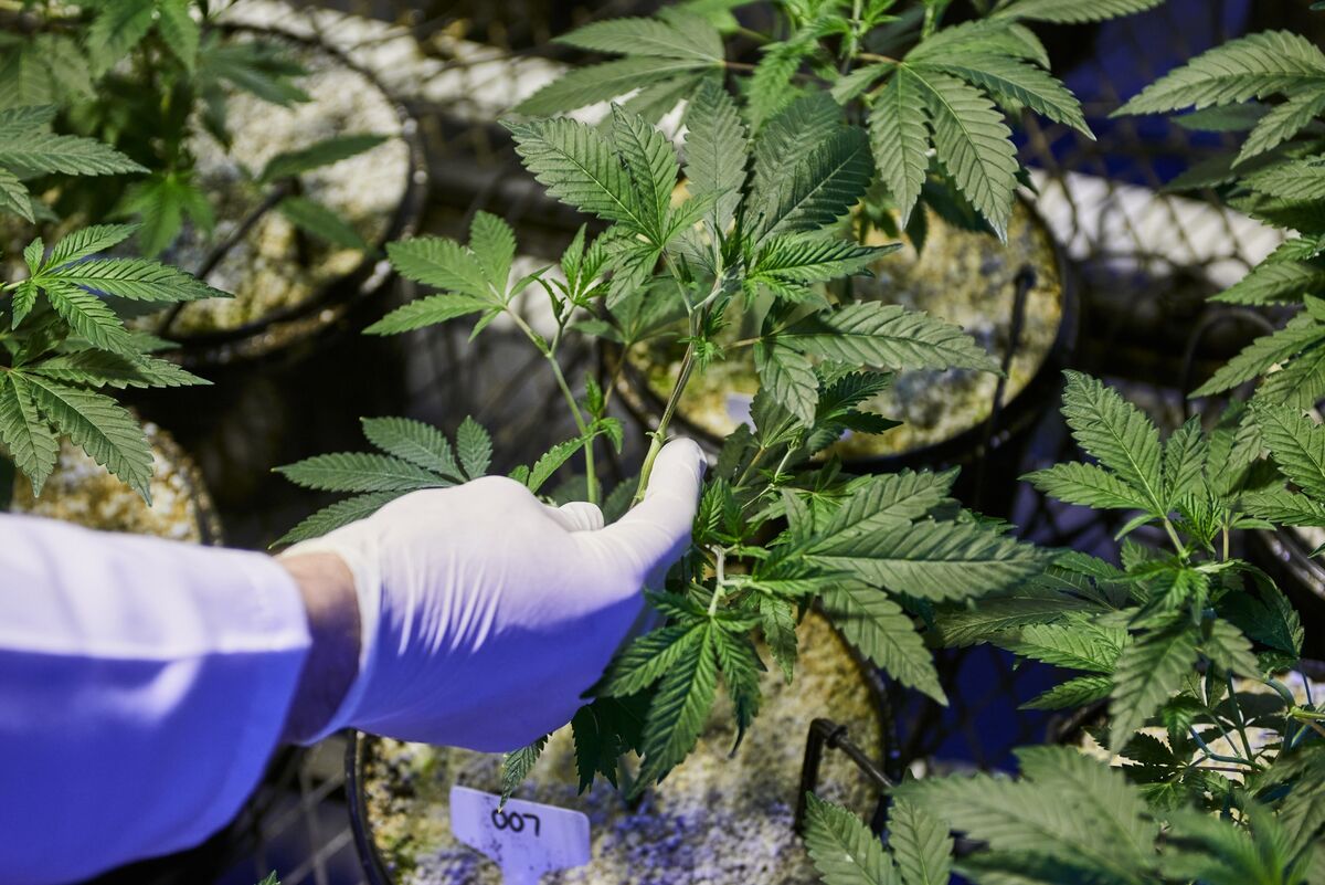 Zimbabwe Eyes Switch to Cannabis as Tobacco Demand Seen Waning