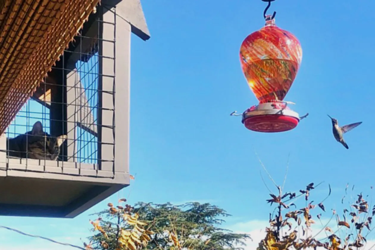 Brenda Thompson has built her two cats&nbsp;a $10,000 “catio” — a cat patio.