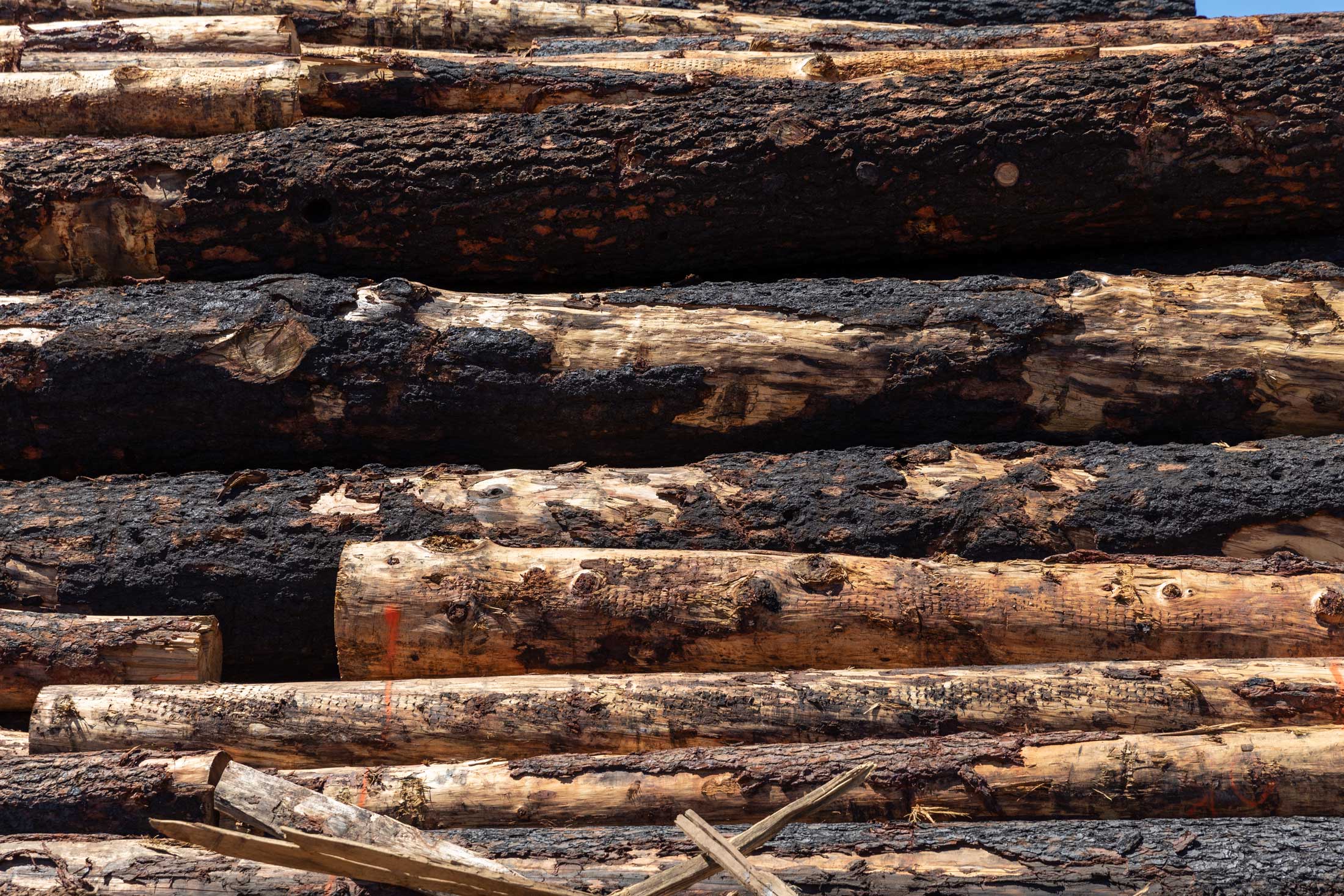 Turning scrap wood into innovative products could be a huge win for curbing  carbon and wildfire