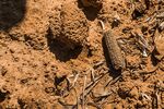 A desiccated maize cob lies on dried soil in a drought affected field in Lichtenburg, North West Province of South Africa.
