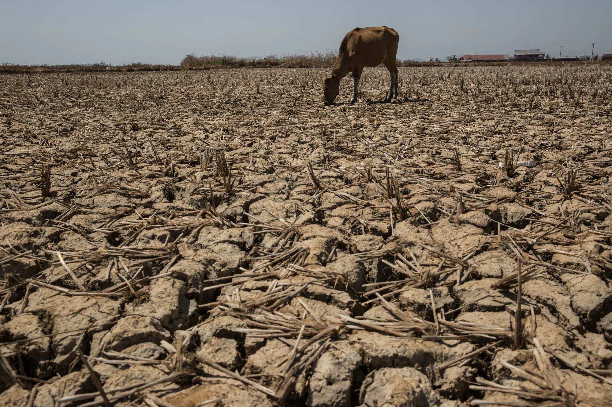 A cow eats unhulled rice from a dried up rice field&nbsp;in Makassar.