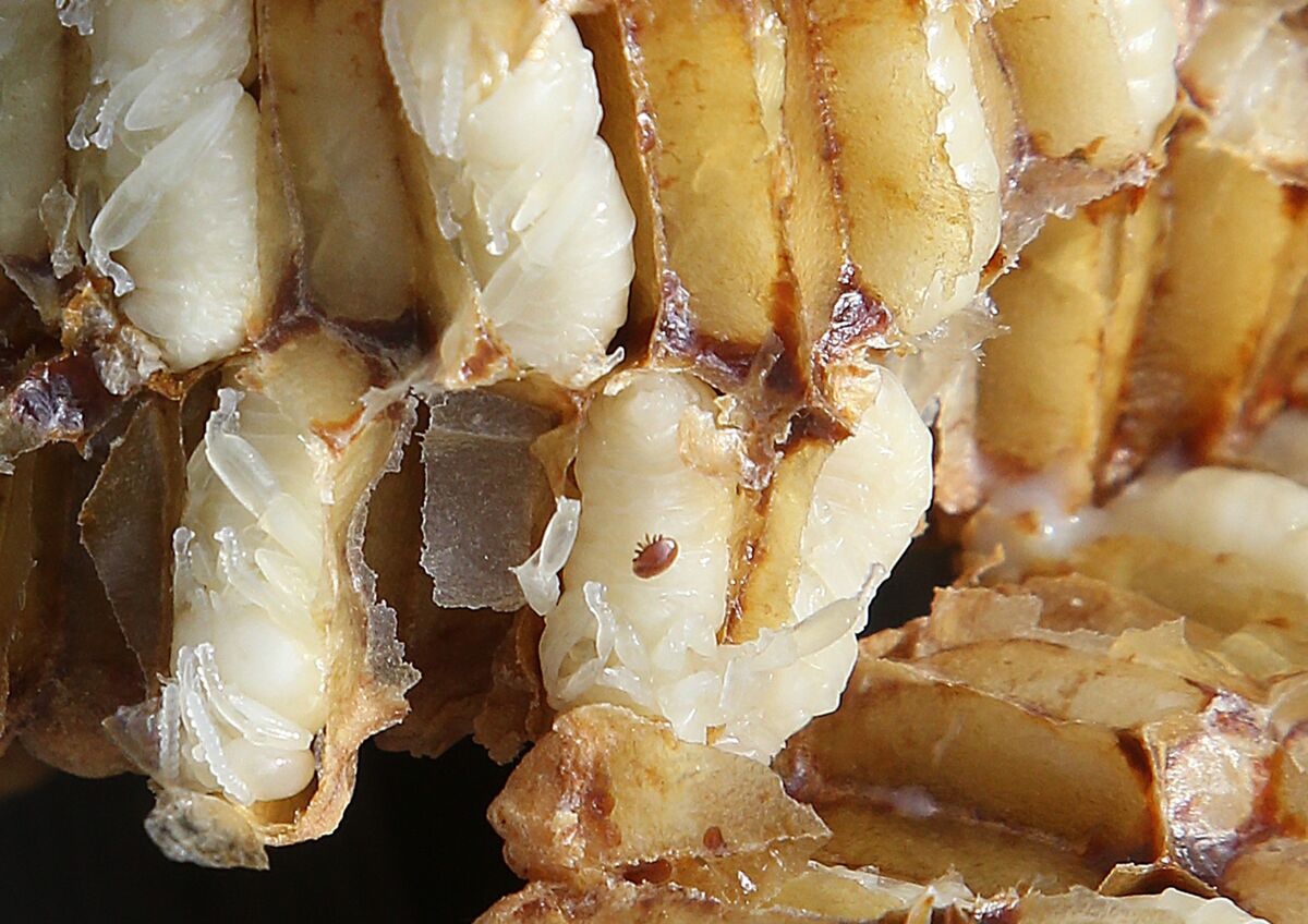 Bee Killing Mite's Rapid Spread Could Cost Australia Billions