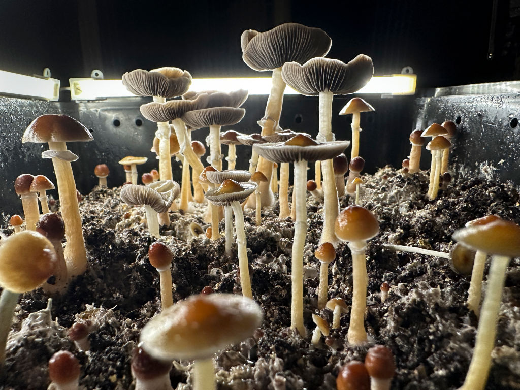 magic mushroom drug