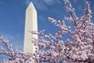 General Imagery Of Cherry Blossoms In Bloom
