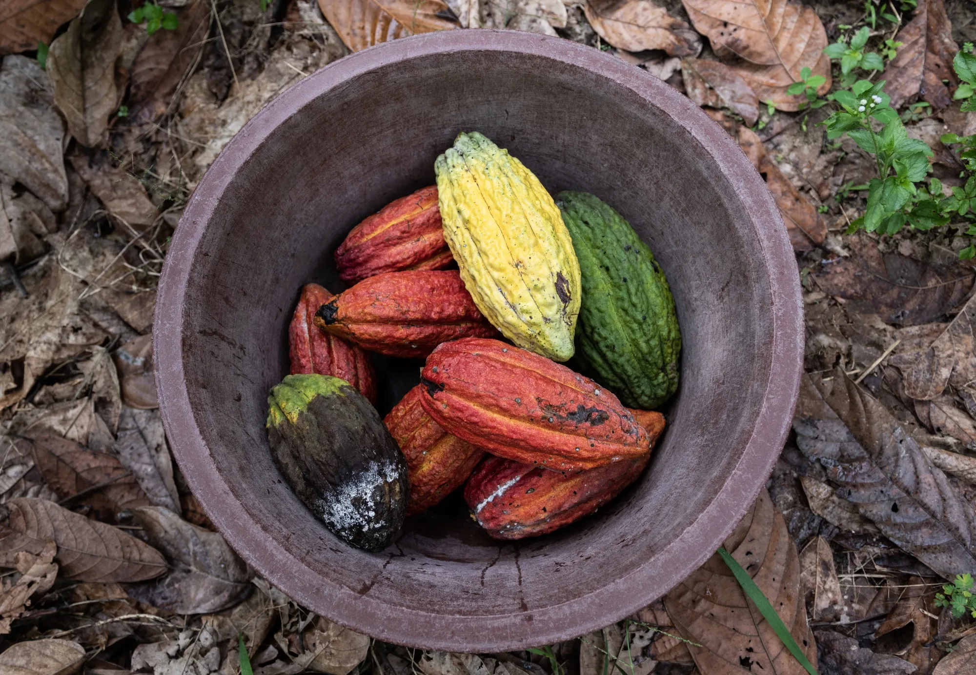 Harvested cocoa pods in a collection bucket on a farm in Azaguie, Ivory Coast.