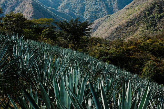 Tosba agave growing on the Sierra Norte