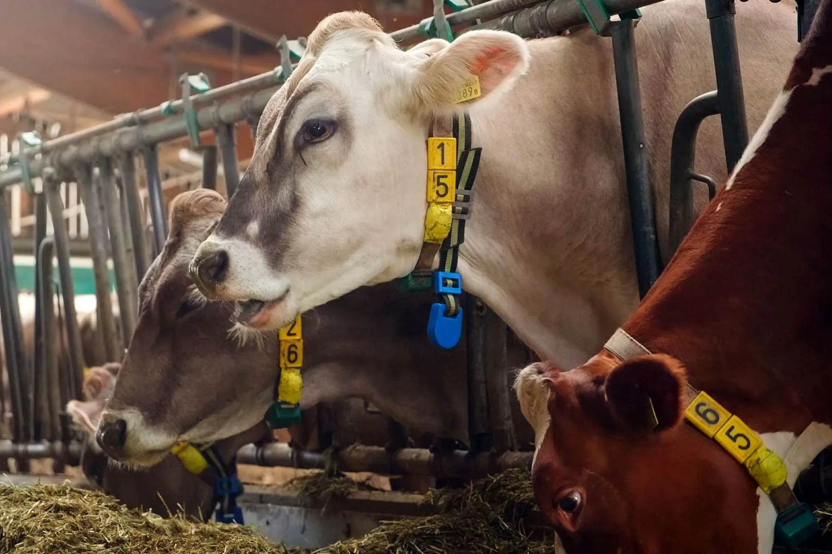 A cow wearing a 5G-connected device in Taenikon.
