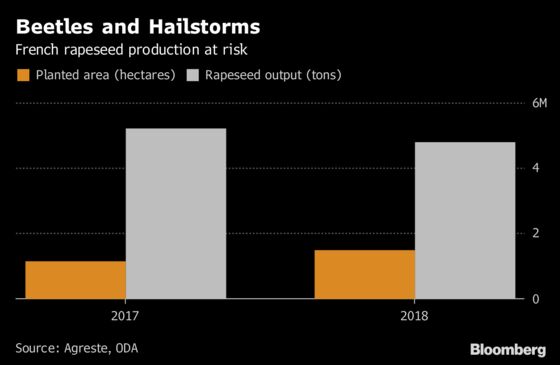 French Hailstorms Follow Beetles to Threaten Rapeseed Crop