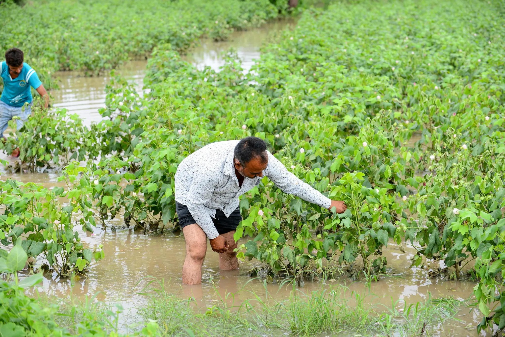 The&nbsp;monsoon&nbsp;rains, which provide more than 70% of the country’s annual rainfall and run from June to September, totaled 968.3 millimeters, data from the India Meteorological Department&nbsp;show.