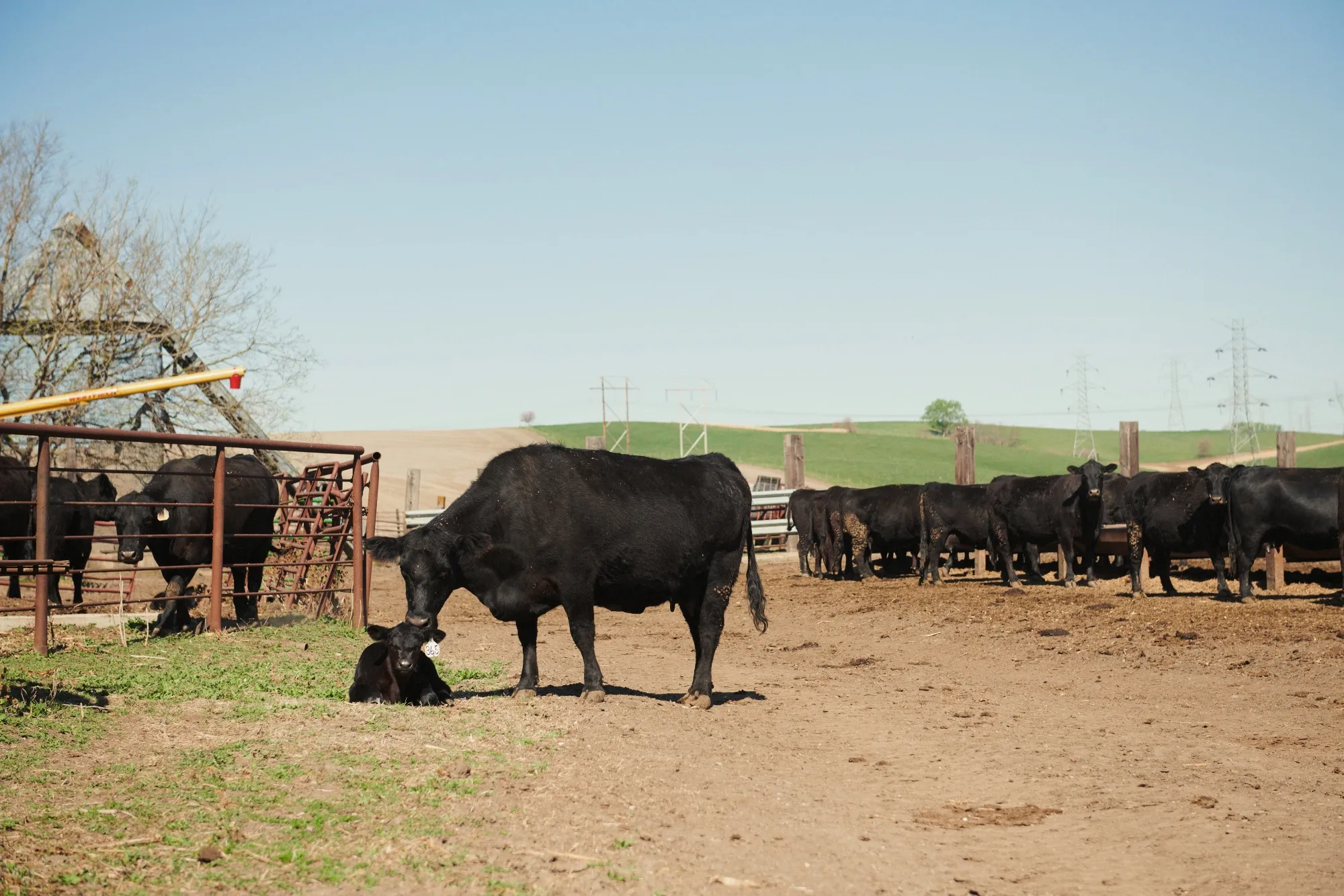 A Black Angus Cattle Ranch Amid Meat Shortages