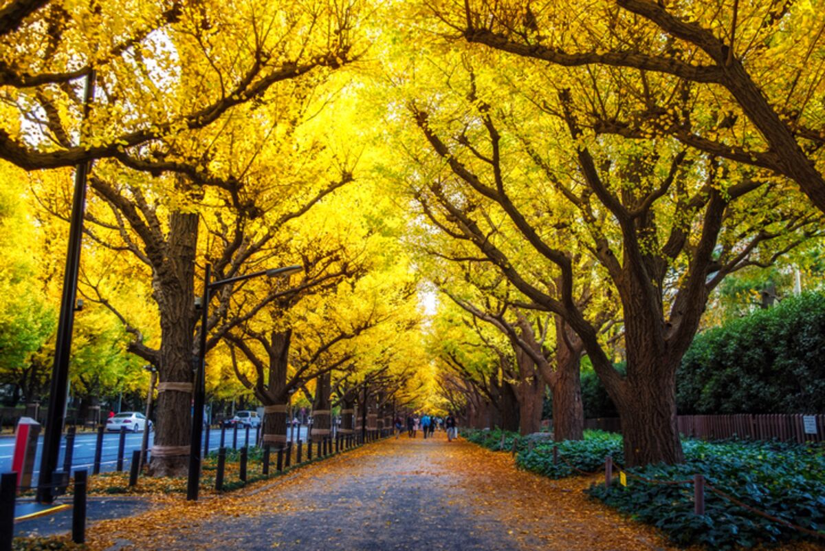 Tokyo’s Tree-Raising Drama Shouldn’t Stymie Transformation