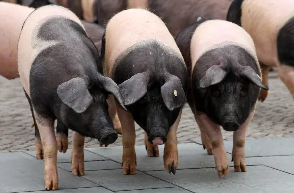 Three little pigs.
