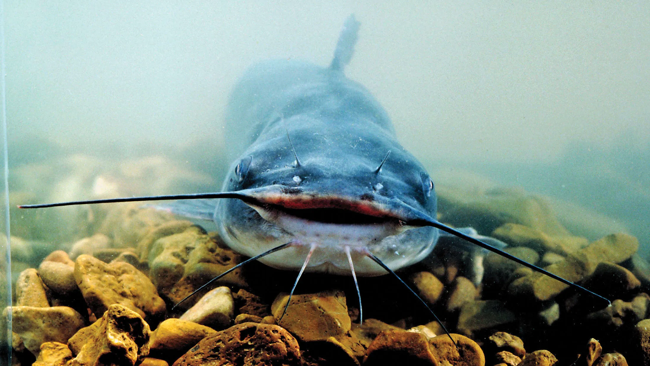 Channel catfish (Ictalurus punctatus) An omnivore, the channel catfish has whiskers filled with taste buds that help it find food in dark, muddy waters.
