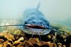 Channel catfish (Ictalurus punctatus) An omnivore, the channel catfish has whiskers filled with taste buds that help it find food in dark, muddy waters.
