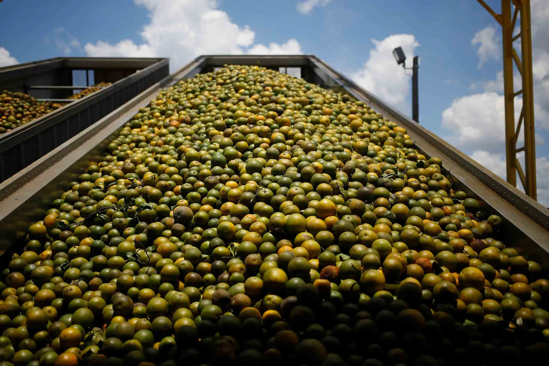 Freshly-harvested oranges in Florida, on May 26, 2016.
