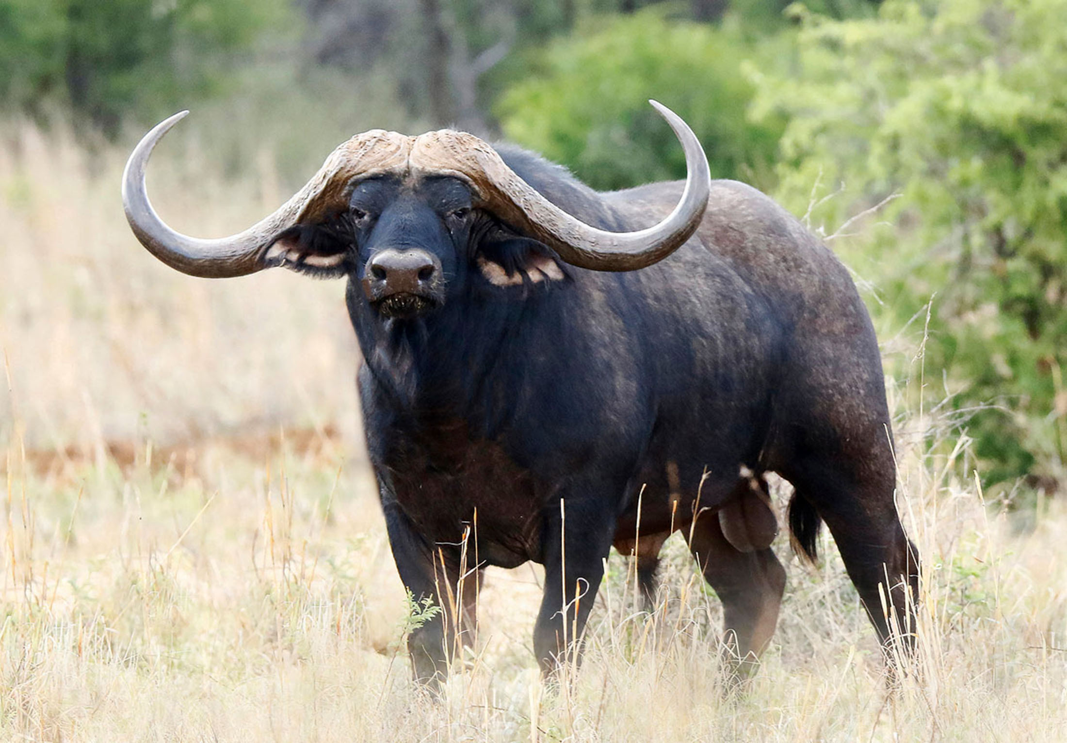 World's Most Expensive African Buffalo Valued at $11.1 Million - Bloomberg
