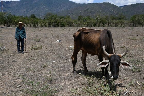 Climate Change Has Central Americans Fleeing to the U.S.