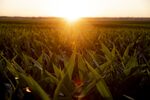 Better Weather Cools Crop Rally As Corn And Oilseeds Sink
