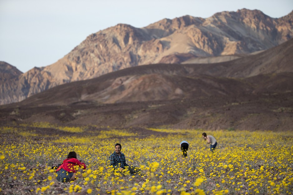 Visitors take pictures of wildflowers in Death Valley, California.