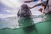 California gray whale calf above and below with whale watchers in San Ignacio Lagoon, Baja California Sur, Mexico