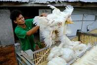 Food Protectionism Spreads With Malaysia Poultry Export Ban