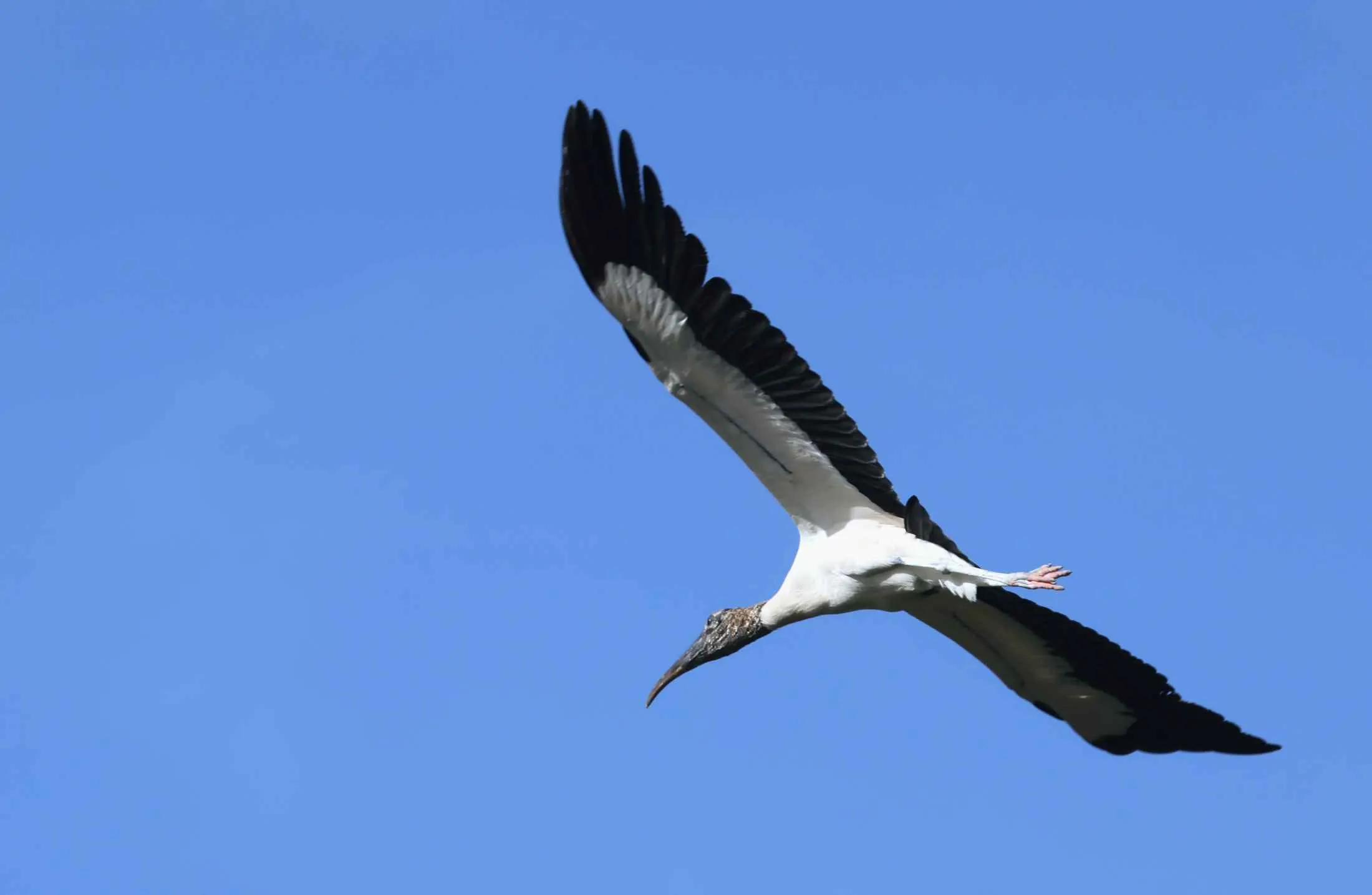 Tropical Stork Ends Up in New York, Dies After Eating Litter 