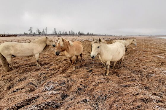 Russian Scientists Have a Mammoth Plan to Fight Arctic Warming