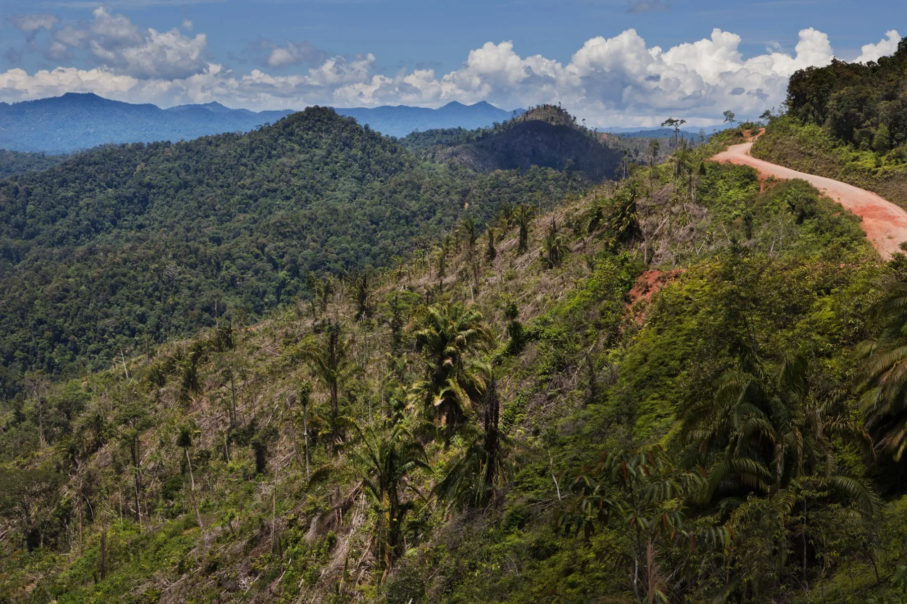 Logged rainforest&nbsp;in Borneo.