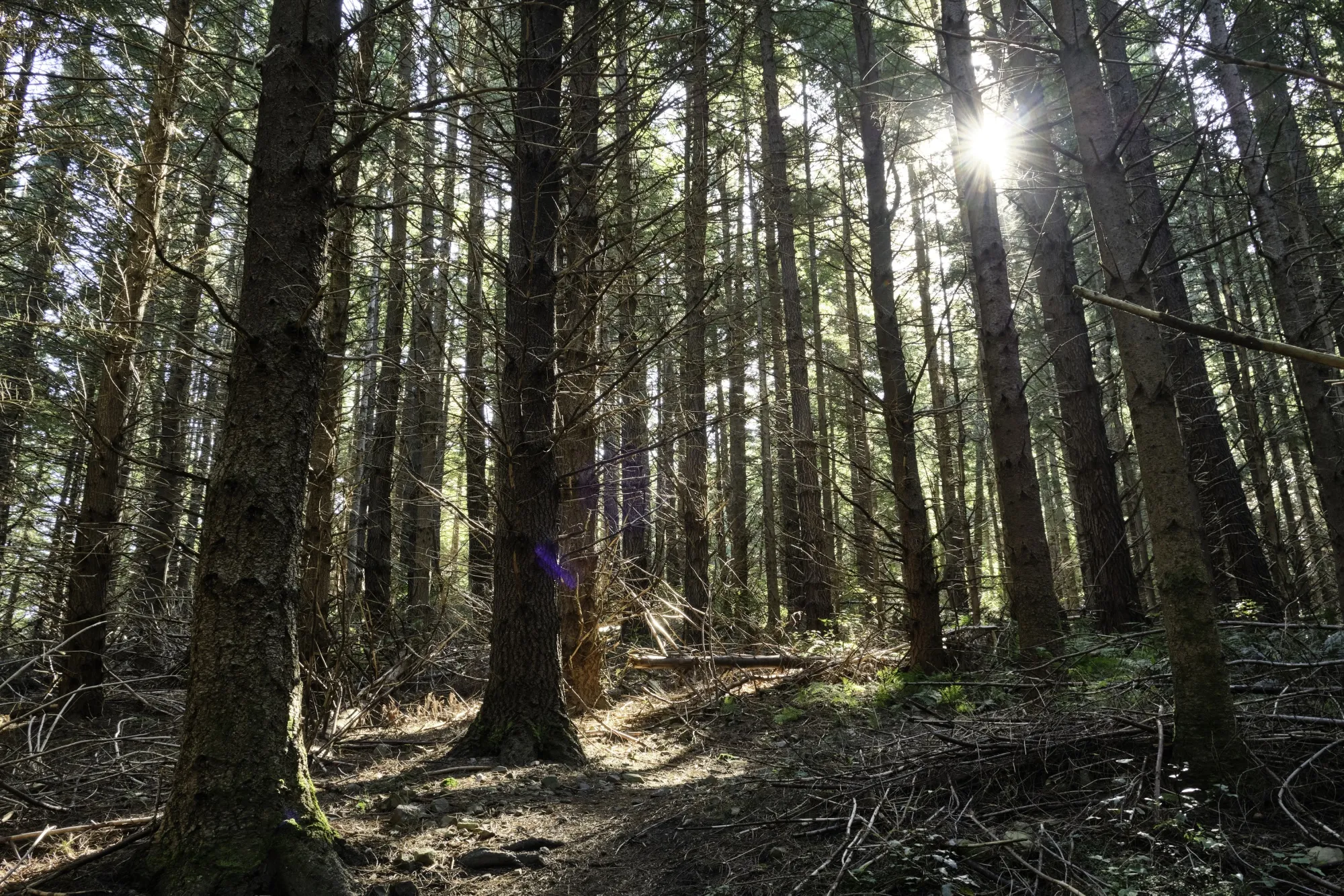 Pine trees in a coniferous forest  Canterbury, New Zealand.