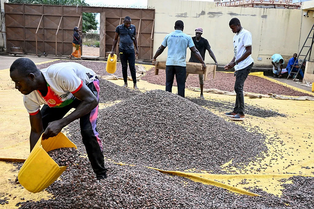 Workers dry and sift cocoa beans at a coffee-cocoa cooperative, Ivory Coast.