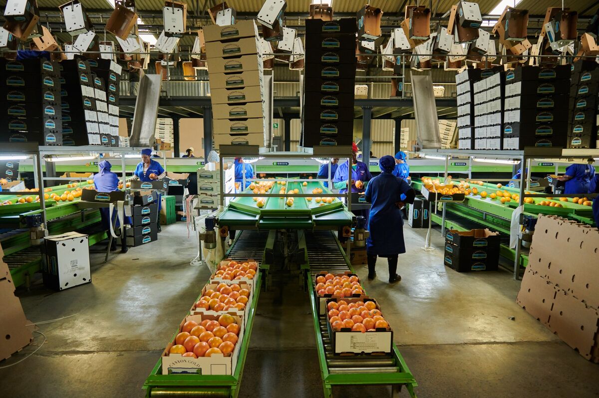 South Africa’s Farm Exports to US Jump 26% Before Hefty Tariffs
