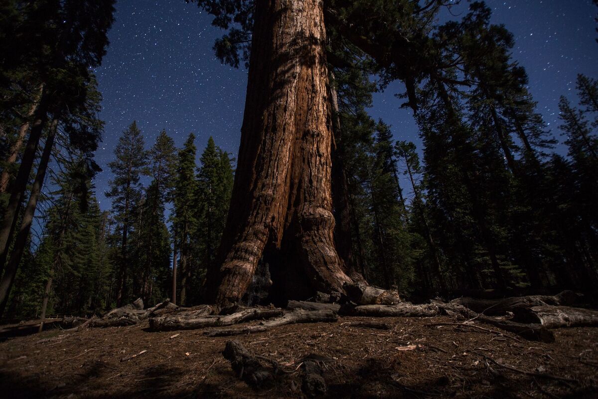 yosemite 2000 bike light