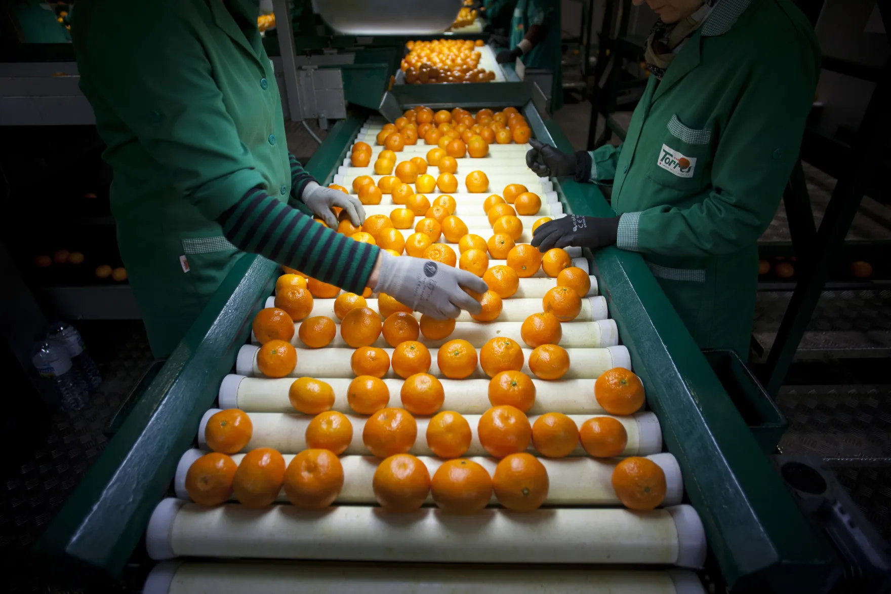 Orange Harvest And Processing At Naranjas Torres Factory