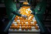 Orange Harvest And Processing At Naranjas Torres Factory