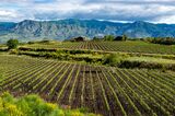 Landscape with green vineyards in Etna volcano region with mineral rich soil on Sicily, Italy